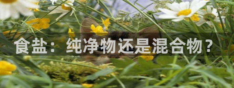 威九国际网站入口地址在哪里