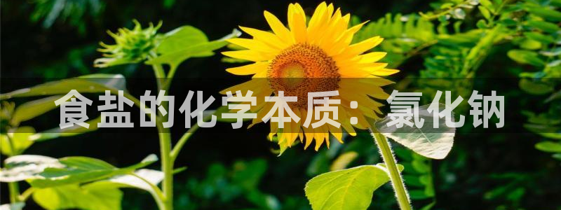 威九国际APP大全
