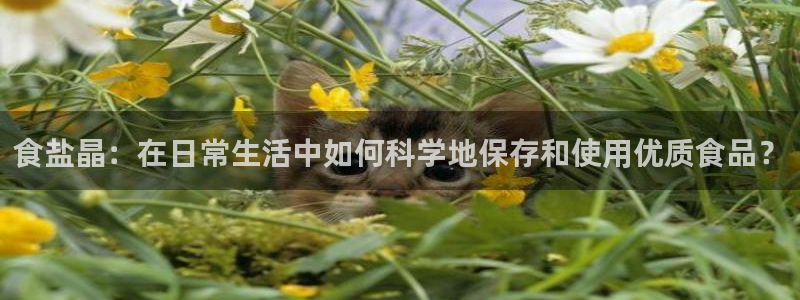 66m威九国际精选